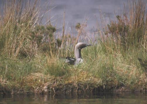 A diver nesting on the artificial island. Picture: RSPB