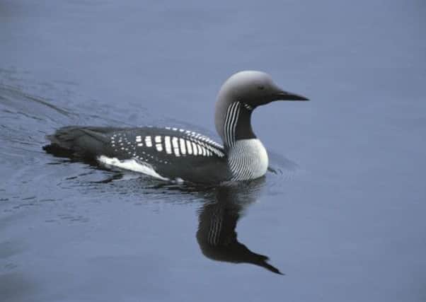 The rare Black-throated diver. Picture: RSPB