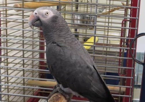 Foul-mouthed Sam the parrot was found in Livingston. Picture: submitted