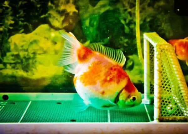 Span the goldfish shoots and scores at his tank in Exeter. Picture: SWNS