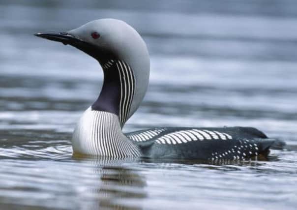 A Black-throated diver on Loch Maree. Picture: RSPB