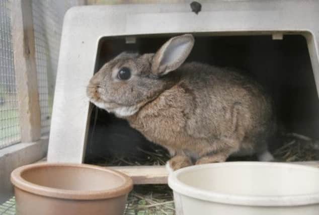 The SSPCA have warned parents over pet rabbits. Picture: AP