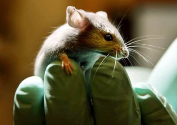 The number of animals being tested in the UK has passed the four million mark. Picture: AP