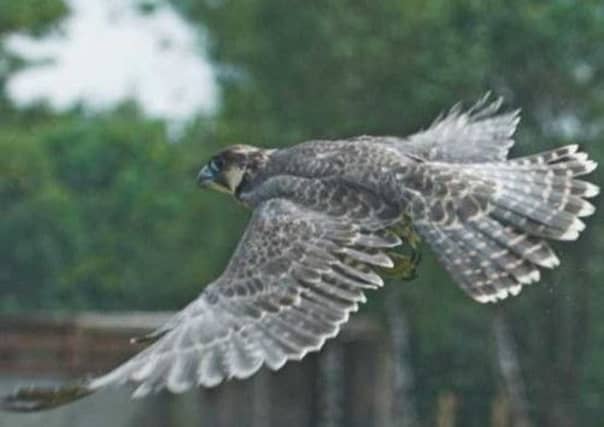 THe fledgling chick is released back into the wild. Picture: SSPCA