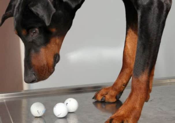 Doberman Azar required emergency surgery after swallowing three golf balls that nearly killed him. Picture: PA