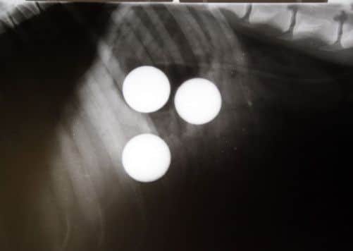 An x-ray of the three golf balls inside Azar