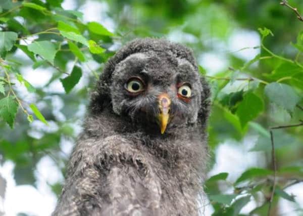 Beaker the one-month-old great grey owlet. Picture: Hemedia