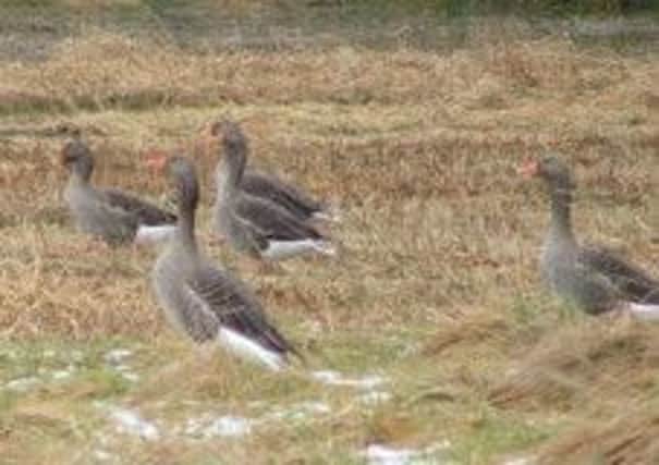 Up to 5500 geese could face the cull under Scottish Natural Heritage plans. Picture: Contributed