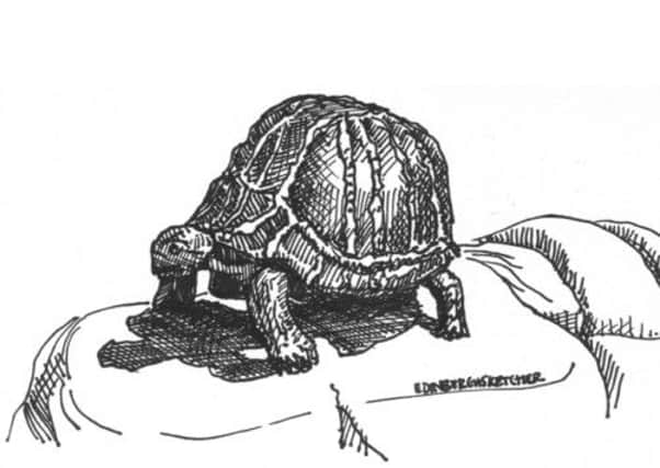 Sketch of a tortoise statue at Edinburgh Zoo
