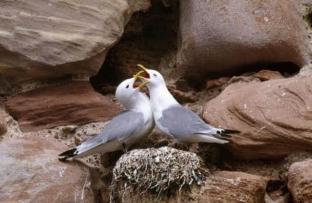 Kittiwakes are among the birds whose breeding success has fallen due to the harsh spring. Picture: RSPB