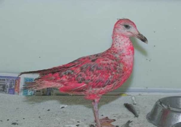 The young bird has been named 'Blush', and is being cared for at the SSPCA centre near Alloa. Picture: SSPCA