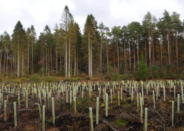 Ash saplings similar to these have been destroyed. Picture: Robert Perry