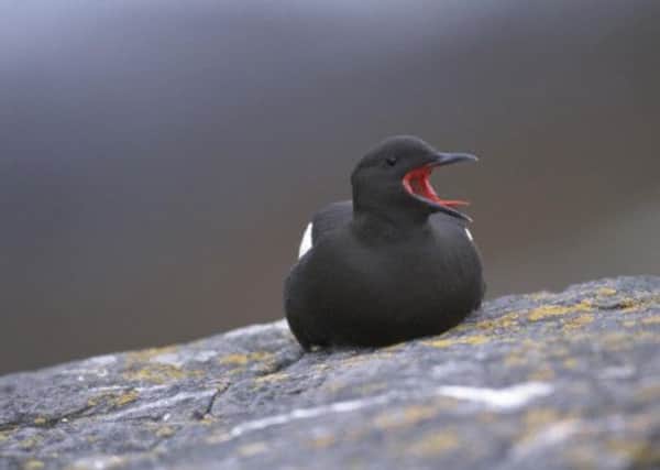 A black guillemot is perched on a rock in Papa Westray, Orkney. Picture: RSPB