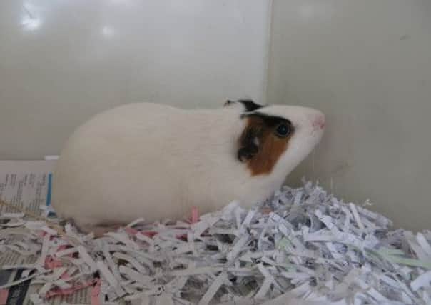 Trio, the surviving guinea pig of the two found in an Edinburgh park. Picture: SSPCA