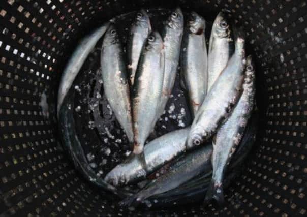 The North Sea fishery has been awarded conservation status. Picture: Getty
