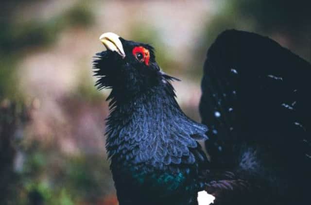 The Capercaillie is one of the country's rarest birds. Picture: PA