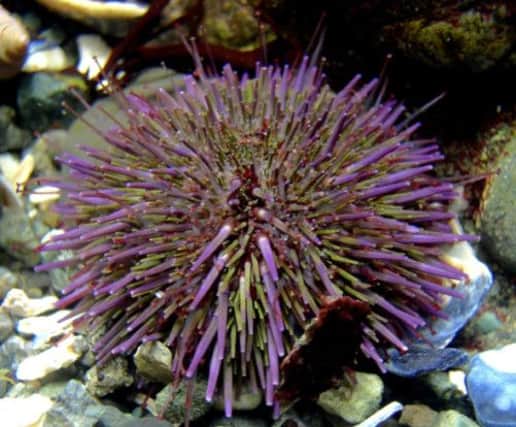 Purple sea urchin is one of the dirty dozen on the unwanted list. Picture: Contributed