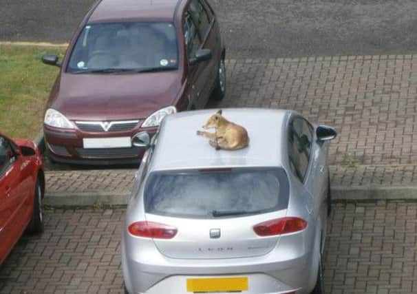 The fox, pictured sunning itself on the car roof. Picture: Bill Simpson