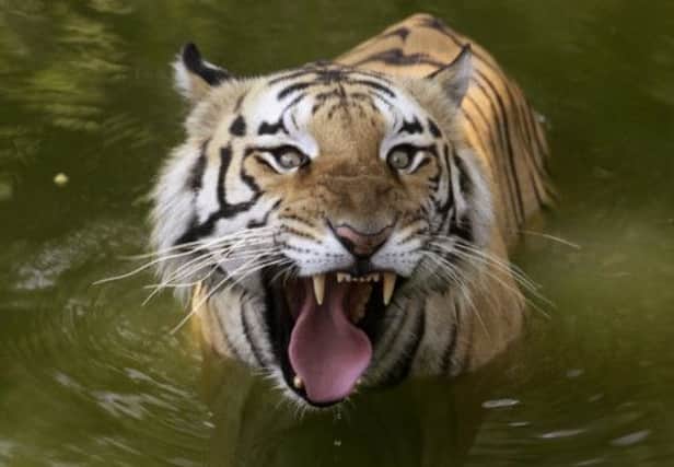 There are almost 200 more tigers than were recorded in the last survey in 2009. Picture: AP