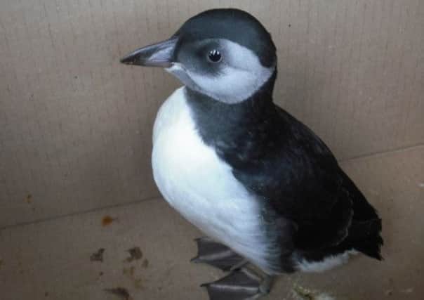 A young puffin, or puffling. Picture: Scottish Seabird Centre