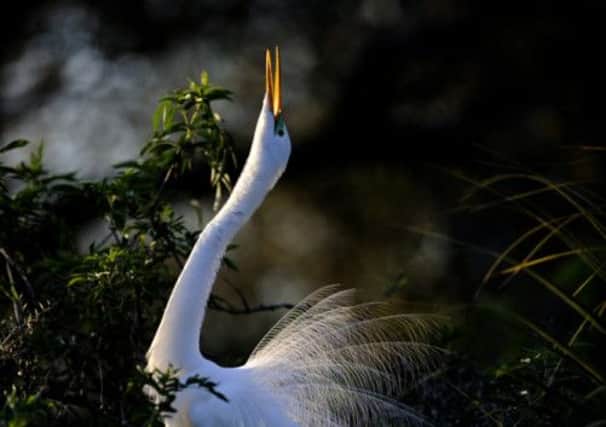 A Great Egret Ardea alba. Picture: Contributed