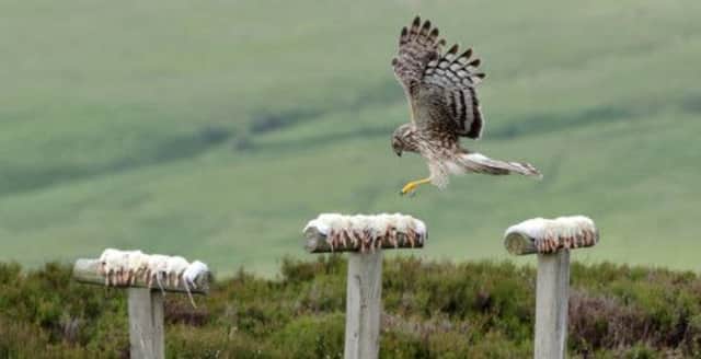 A female hen harrier at a diversionary feeding site close to the nest at Langholm Moor Demonstration Project in Dumfries-shire. Picture: Laurie Campbell