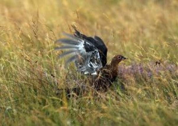 The men shot grouse and snipe on the reserve. Picture: Phil Wilkinson