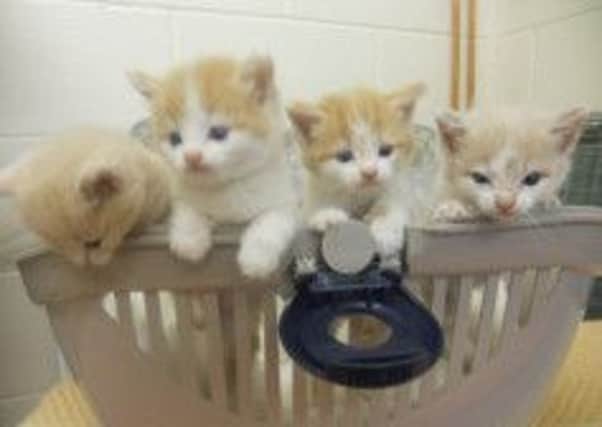 The kittens are recovering after their rescue. Picture: submitted