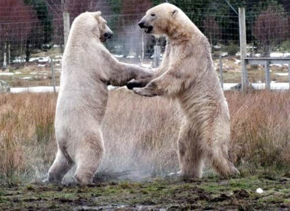 The Highland Wildlife Park's large natural polar bear enclosure now holds Walker and Arktos. Picture: PA