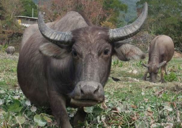 Water buffalo milk is used to make mozzarella. Picture: Wiki Commons