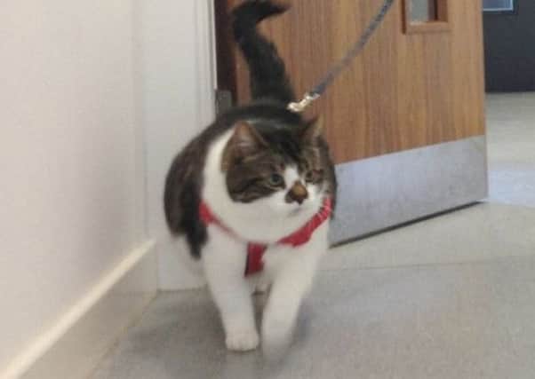 SSPCA staff are helping Mr Pickles to lose weight. Picture: SSPCA