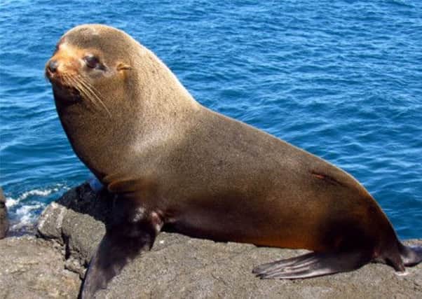 A fur seal, similar to the one allegedly punched by a zoo keeper. Picture: Wiki Commons