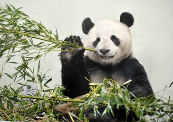 Tian Tian was artificially inseminated in April. Picture: Phil Wilkinson