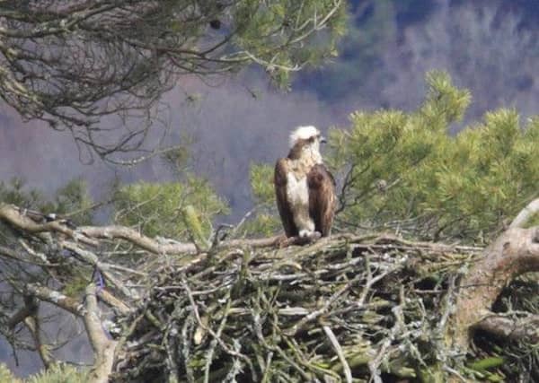Osprey 'Lady' has nested at Dunkeld for the past 23 years. Picture: Phil Hannah