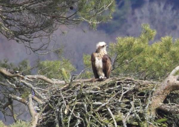 Osprey 'Lady' has nested at Dunkeld for the past 23 years. Picture: Phil Hannah