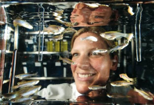 Dr Elizabeth Patton looks at the zebrafish in her lab which have been specially bred to help in the fight against deadly malignant melanoma. Picture: Neil Hanna