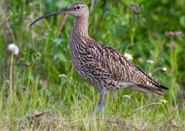 In decline: the distinctive call of the curlew, above, is is becoming rarer. Picture: Contributed