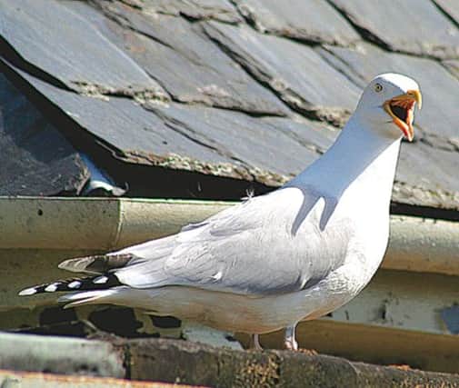 A new campaign against seagulls who attack members of the public and cause damage to buildings has been launched. Picture: TSPL