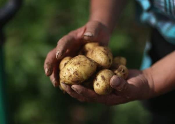 Until now, there was no standard definition of new potatoes. Picture: Getty