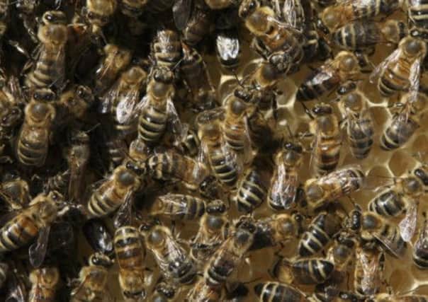 Research found more than a third of managed honey bee colonies north of the Border died last winter. Picture: Getty