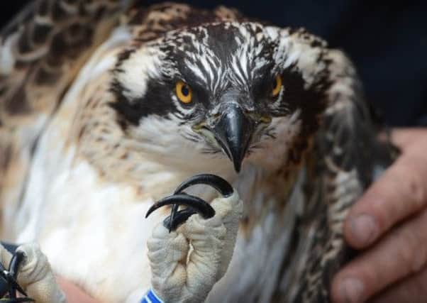 Young ospreys, similar to the one above, have been flown to Spain. Picture:  Neil Hanna
