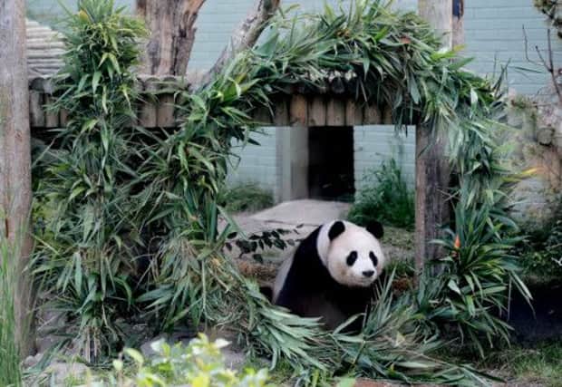 Yang Guang's celebrates his 10th birthday at Edinburgh Zoo. Picture: PA
