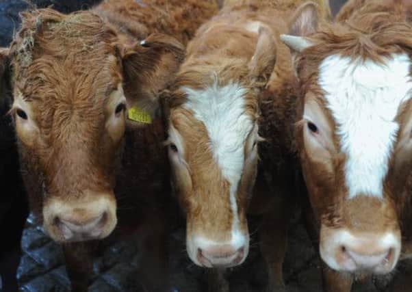 Scottish scientists have found that the MRSA bug began in cattle. Picture: Getty