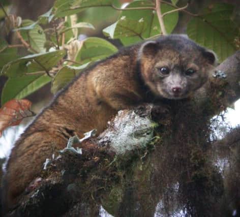 The new mammal, named the Olinguito. Picture: AP/Smithsonian