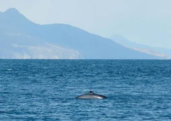 Knobble the minke whale. Picture: HEMEDIA