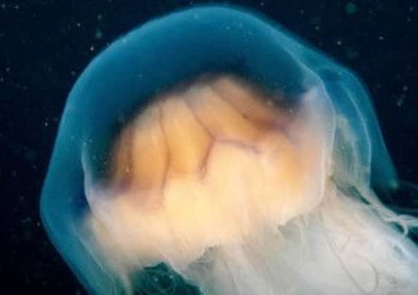 A Lion's Mane jellyfish. Picture: PA