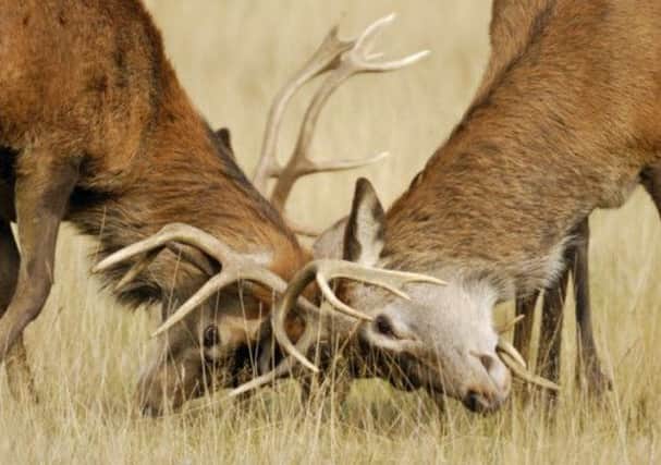 The red deer rutting season on Rum has moved forward. Scientists believe this could be linked to climate change. Picture: Martin John Pateman