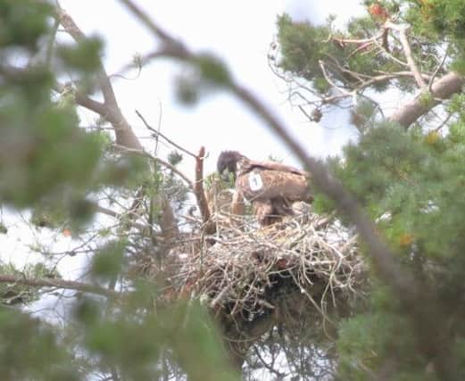 One of the sea eagle chicks in its nest. Picture: Ian Francis