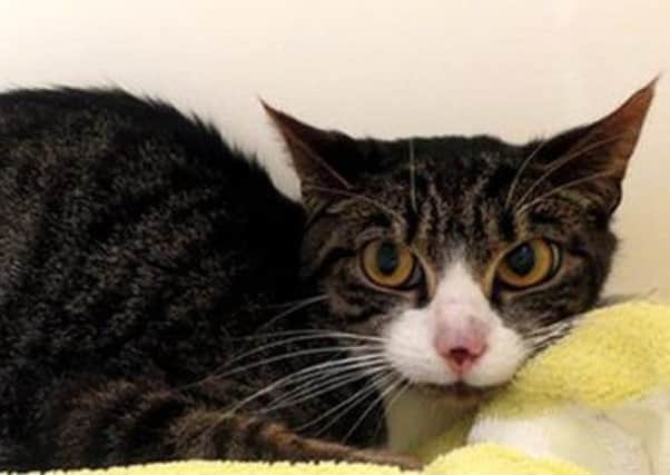 Delilah the cat was found injured in the Kincorth area. Picture: SSPCA