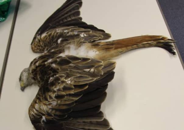 The red kite was put down after being shot. Picture: submitted